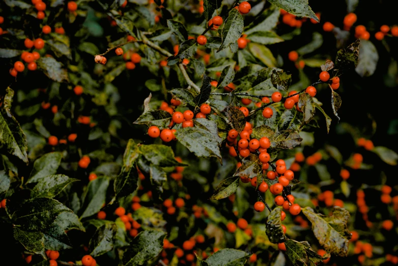 a bush filled with lots of red berries, an album cover, pexels, hurufiyya, dark orange, highly polished, 1 5 9 5, orange color