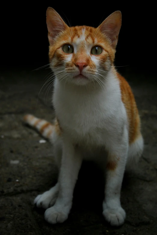 an orange and white cat sitting on the ground, by Basuki Abdullah, full frame image, as photograph, portrait of tall, frontal shot