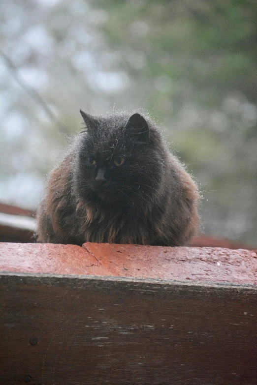 a black cat sitting on top of a wooden ledge, wet skin and windblown hair, soft but grumpy, heavy rainy, very smoky