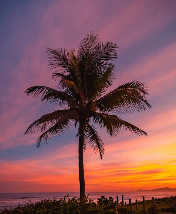 a palm tree sitting on top of a lush green field, by Robbie Trevino, pexels contest winner, pink sunset hue, australian beach, multicolored, tall