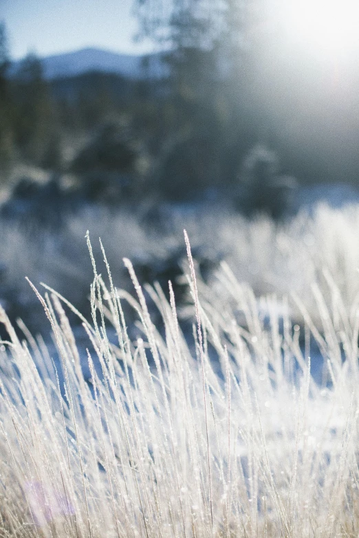 a fire hydrant sitting on top of a snow covered field, long grass, sun flares, in an arctic forest, silver，ivory