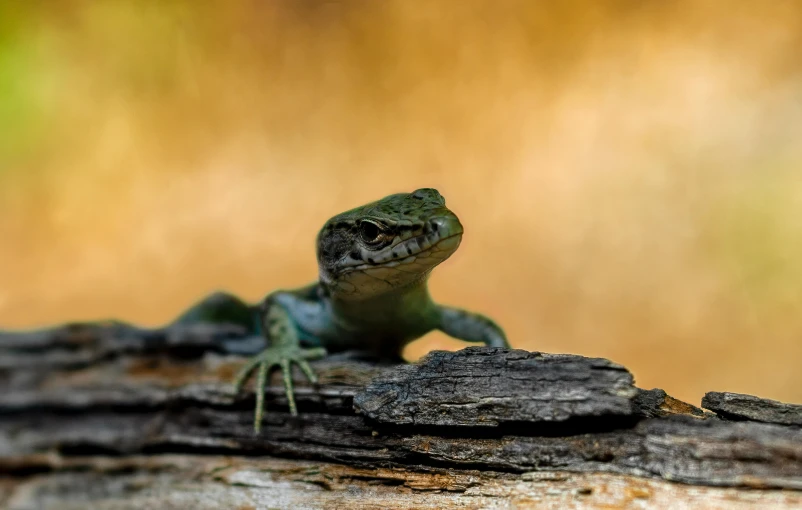 a lizard sitting on top of a piece of wood, by Adam Marczyński, pexels contest winner, fan favorite, australian, battle pose, gold green creature