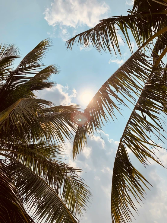 the sun is shining through the palm trees, pexels contest winner, instagram story, profile image, conde nast traveler photo, holiday