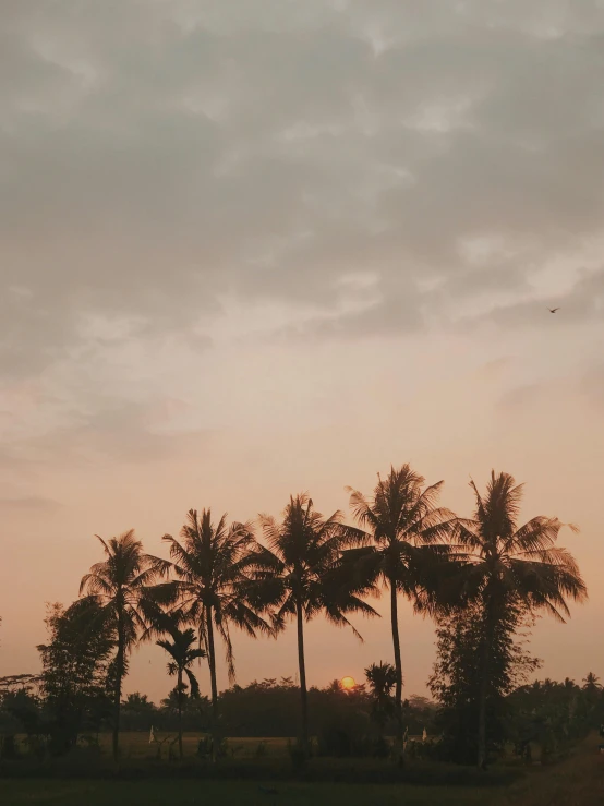 a group of palm trees sitting on top of a lush green field, a picture, pexels contest winner, humid evening, beach aesthetic, south jakarta, ☁🌪🌙👩🏾