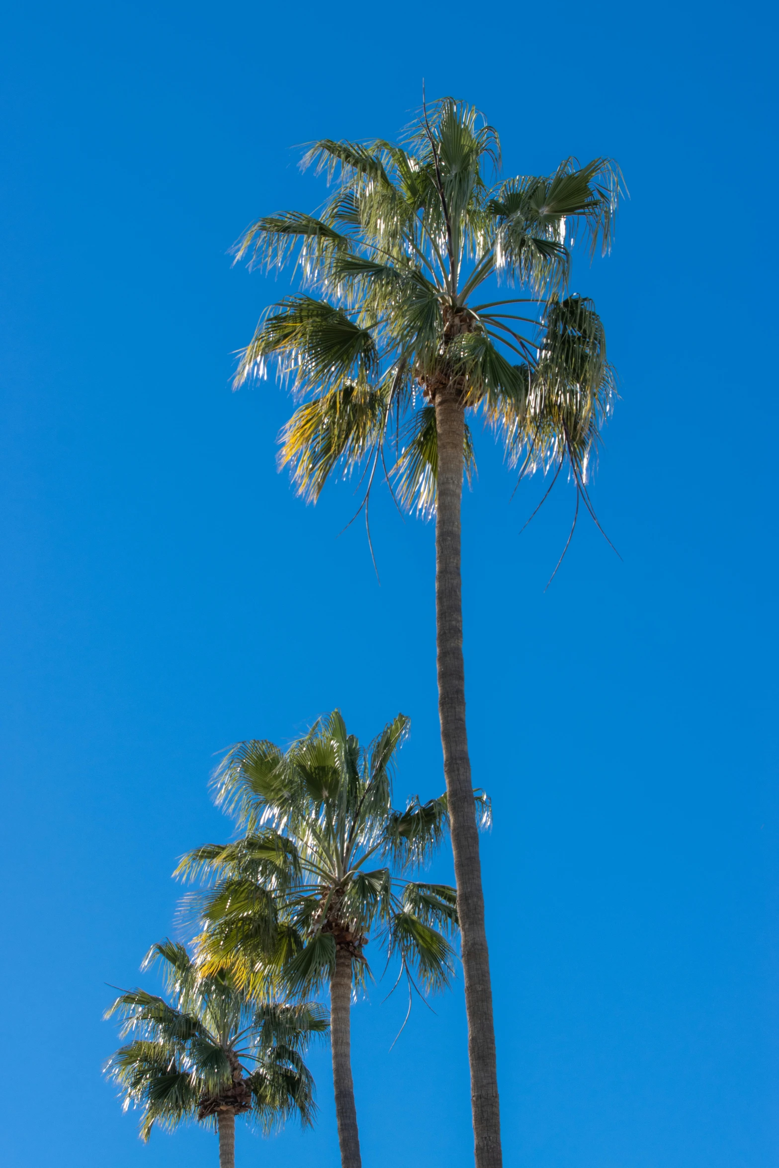 three palm trees in front of a blue sky, a portrait, by Dave Melvin, arabesque, cannes, img _ 9 7 5. raw, nice