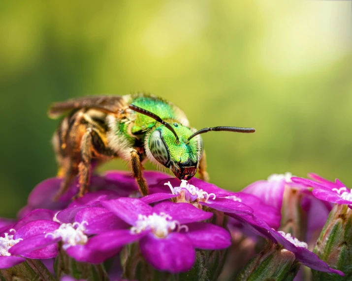 a bee sitting on top of a purple flower, green and pink, emerald, ai biodiversity, professionally post-processed