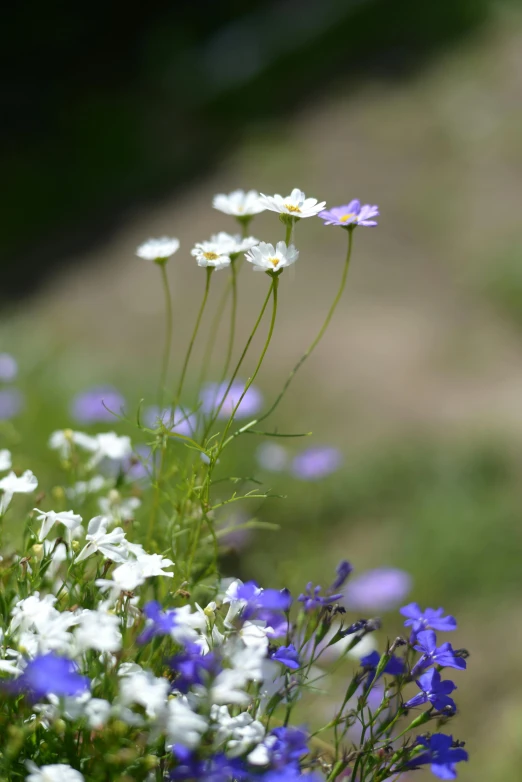 a bunch of flowers sitting on top of a lush green field, a macro photograph, by David Simpson, romanticism, natural mini gardens, white and blue, white and purple, gypsophila