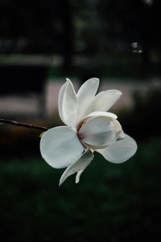 a white flower sitting on top of a tree branch, inspired by Elsa Bleda, unsplash, paul barson, magnolias, 2000s photo