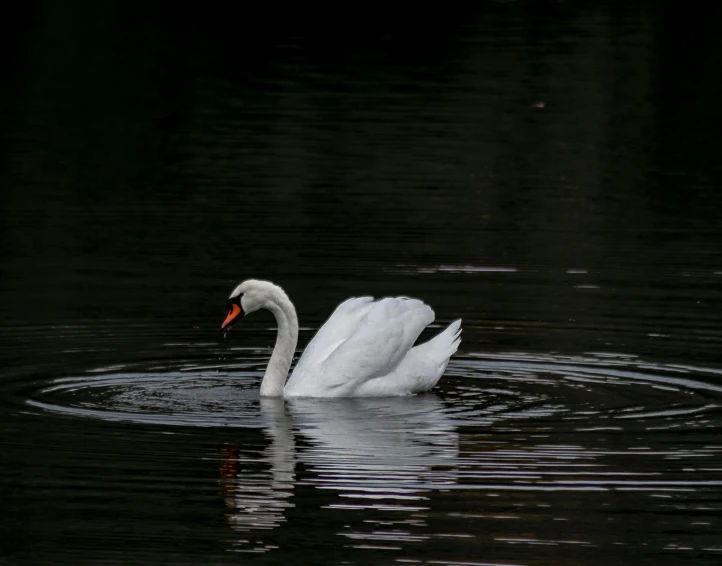 a white swan floating on top of a body of water, in water