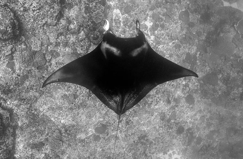 a black and white photo of a manta ray, a black and white photo, by Caroline Mytinger, da vinci style, high-angle, black habit, rusty