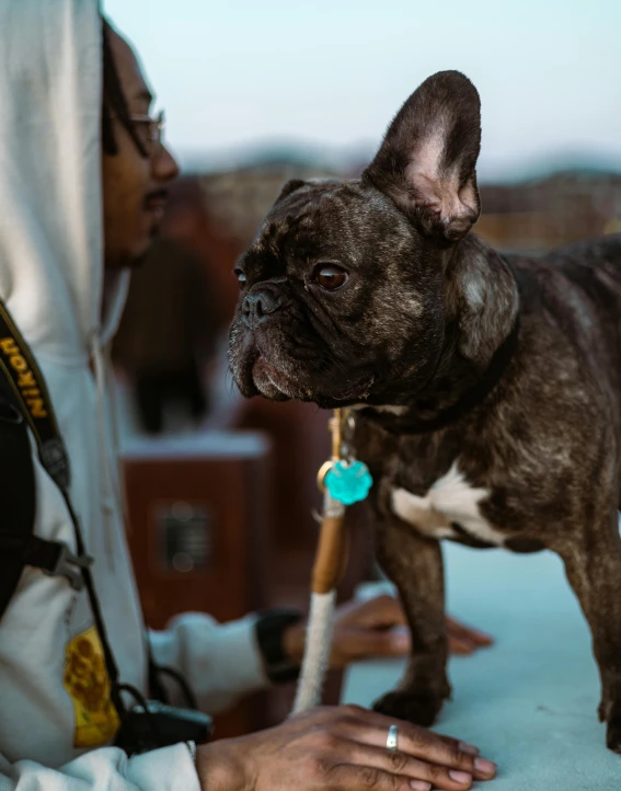 a dog standing on top of a table next to a person, trending on unsplash, renaissance, wrinkly forehead, festivals, french bulldog, low quality photo