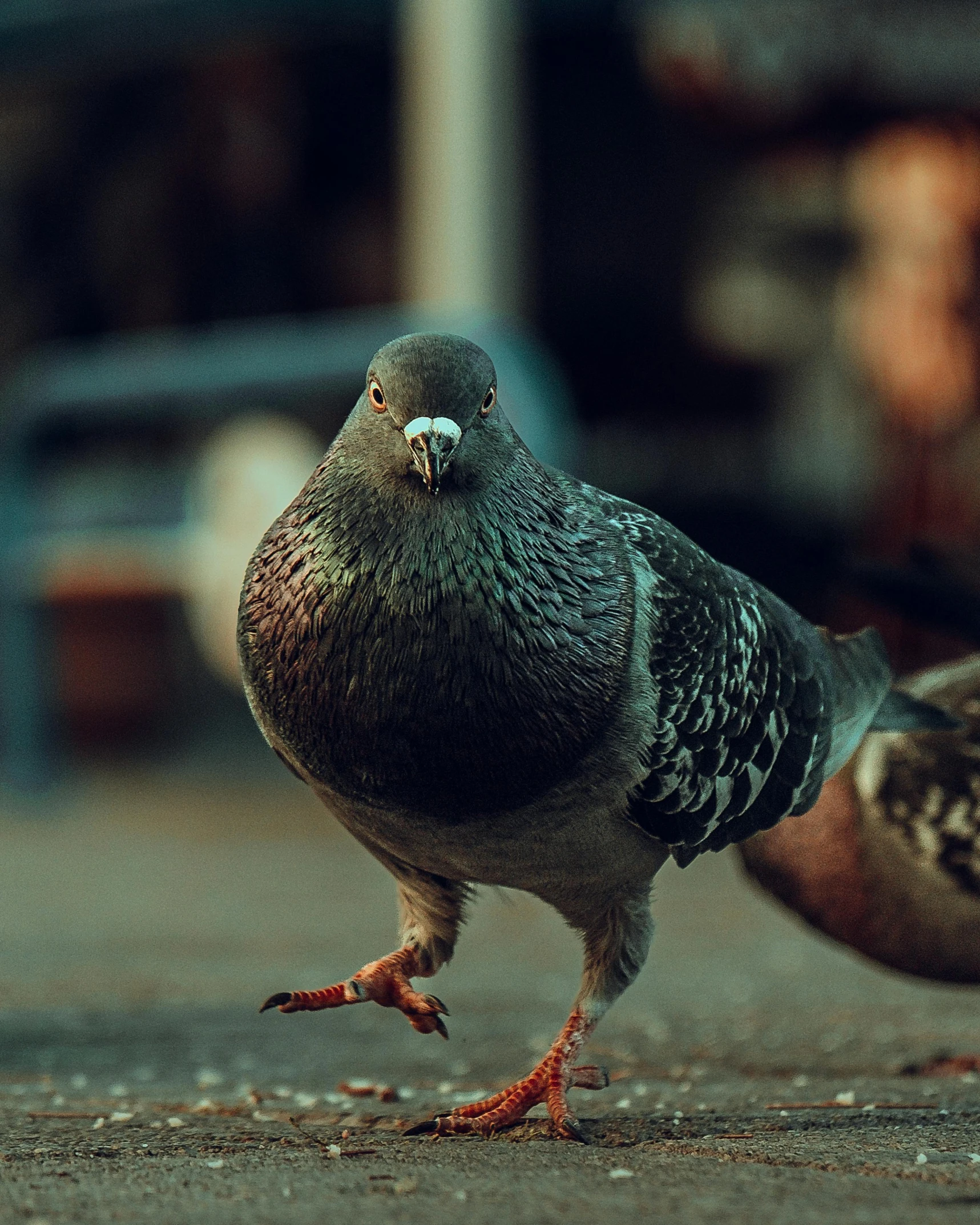 a couple of pigeons standing next to each other, pexels contest winner, happening, running towards camera, lgbtq, film photo, totally gonzo