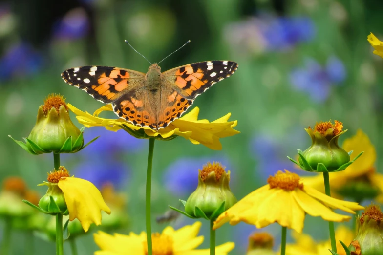 a butterfly sitting on top of a yellow flower, in a cottagecore flower garden, profile image, fan favorite, slide show