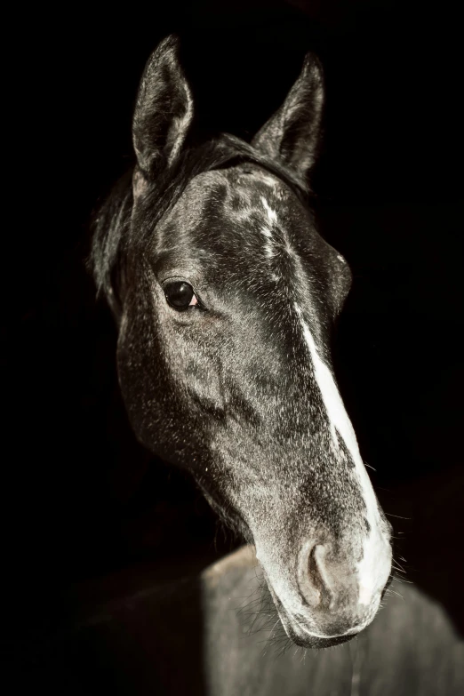 a black and white photo of a horse, a portrait, by Peter Churcher, it's night time, 4yr old, dappled, ashe