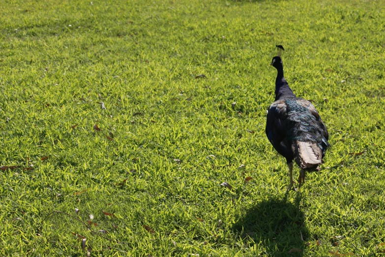 a large bird walking across a lush green field, unsplash, hurufiyya, parks and gardens, 9 peacock tails, shadows, 🦩🪐🐞👩🏻🦳