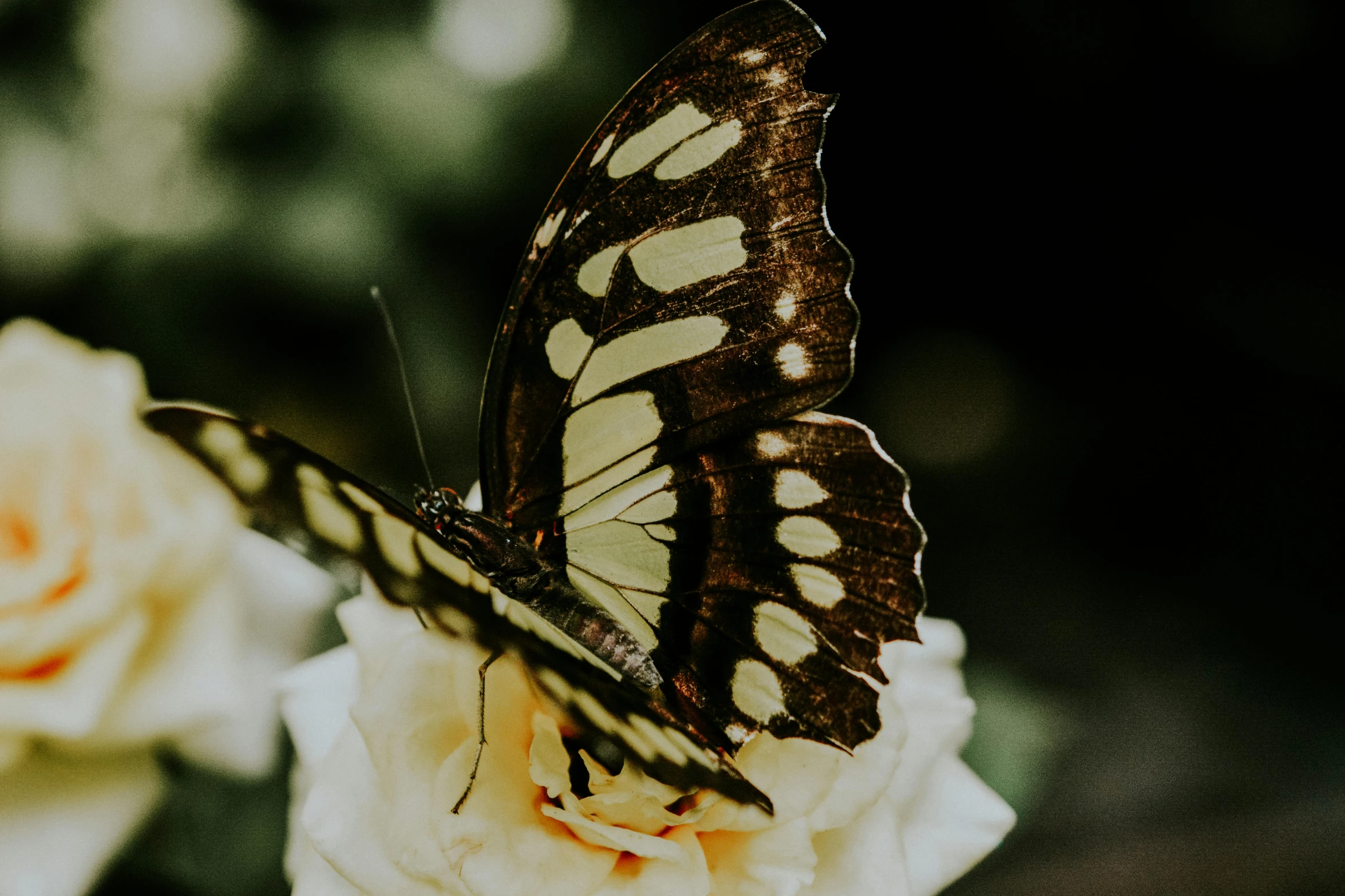 a close up of a butterfly on a flower, pexels contest winner, vintage vibe, swallowtail butterflies, today\'s featured photograph 4k, porcelain skin ”