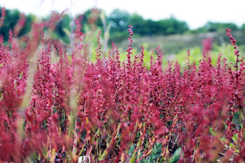 a field of red flowers with trees in the background, unsplash, sōsaku hanga, in salvia divinorum, pale pink grass, maroon red, head shot