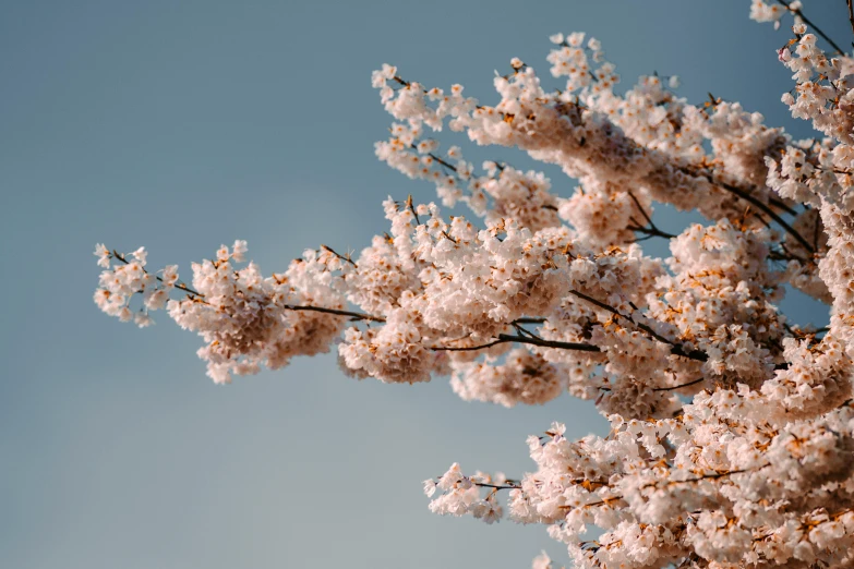 a tree with white flowers against a blue sky, trending on pexels, pink hues, brown, rinko kawauchi, bottom angle