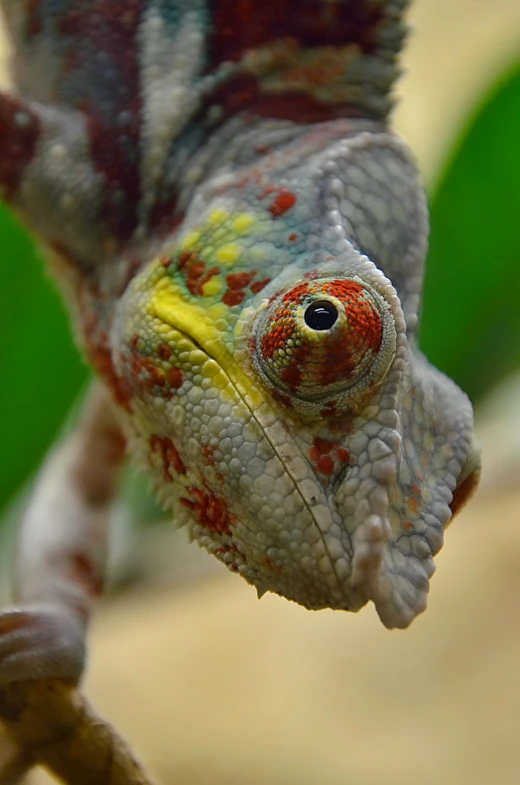 a close up of a chamelon on a branch, a photo, flickr, renaissance, colorful eyes, journalism photo, mottled coloring, taken in the late 2010s