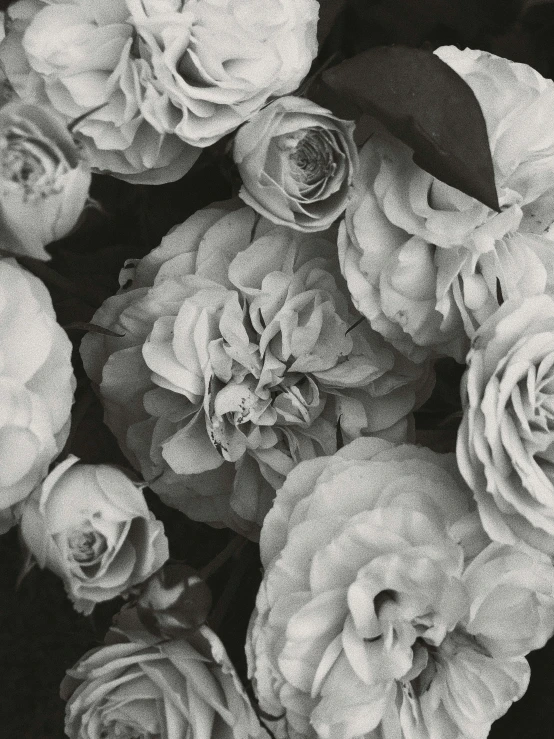 a black and white photo of a bunch of flowers, by Rebecca Horn, roses background, jaime jasso, highly detailded', made of flowers