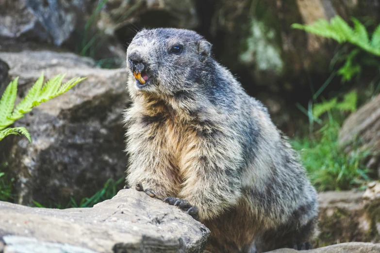 a groundhog sitting on top of a pile of rocks, pexels contest winner, 🦩🪐🐞👩🏻🦳, avatar image, natural grizzled skin, furry mawshot