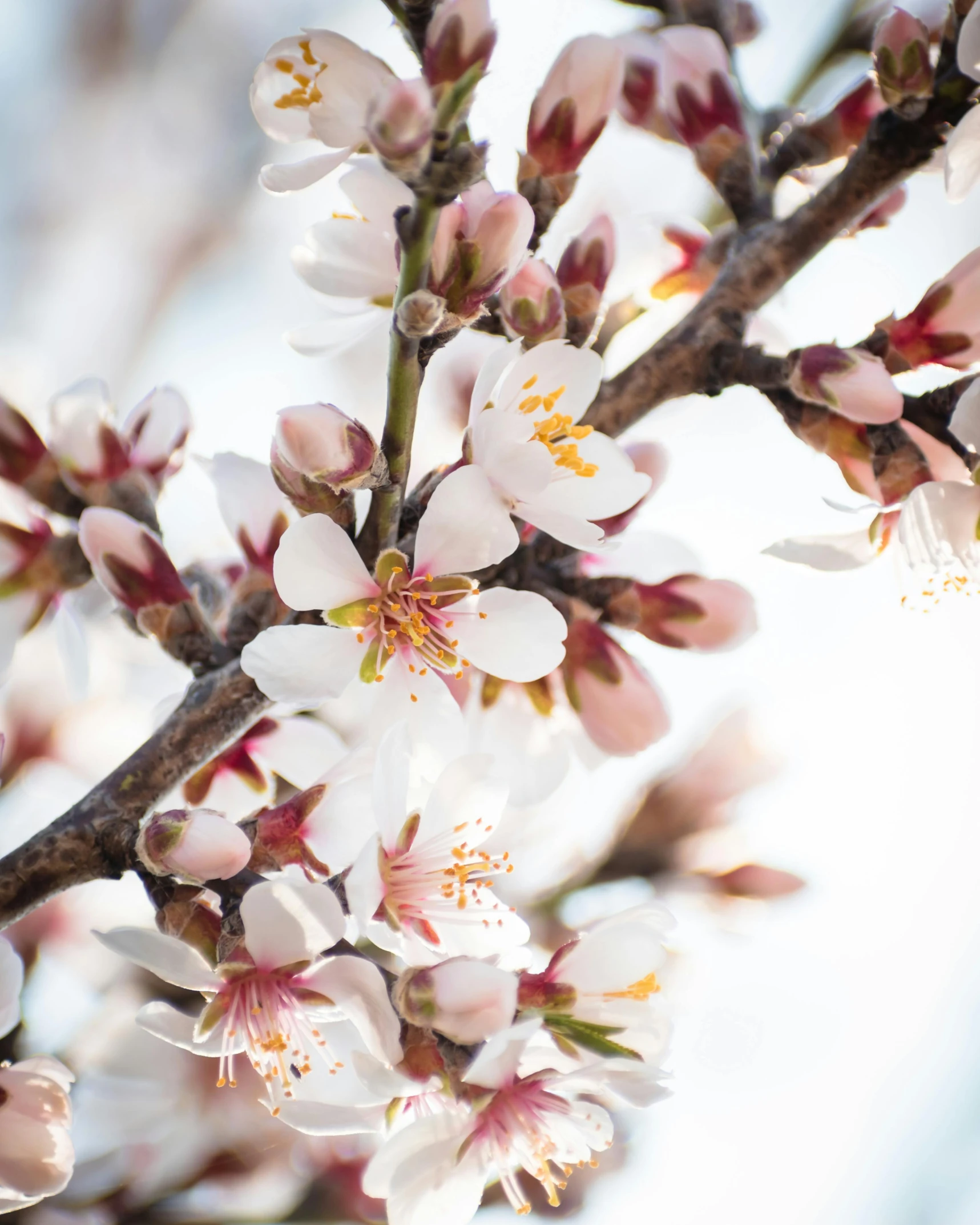 a close up of a bunch of flowers on a tree, almond blossom, profile image, thumbnail, press shot