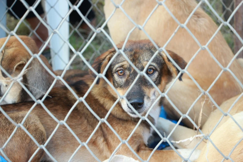 a group of dogs sitting behind a chain link fence, profile image, sickly, thumbnail, adopt