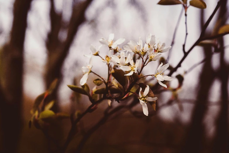 a bunch of white flowers sitting on top of a tree, inspired by Elsa Bleda, unsplash, vintage photo, spring evening, dark sienna and white, thoughtful )