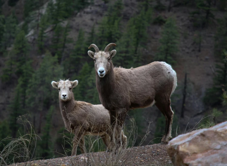 a couple of goats standing on top of a lush green hillside, a portrait, by Randall Schmit, pexels contest winner, banff national park, grey, ram sheep robot, fall season