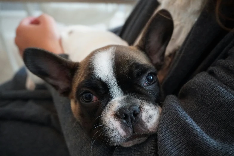 a close up of a person holding a small dog, french bulldog, reclining, taken with sony alpha 9, instagram post