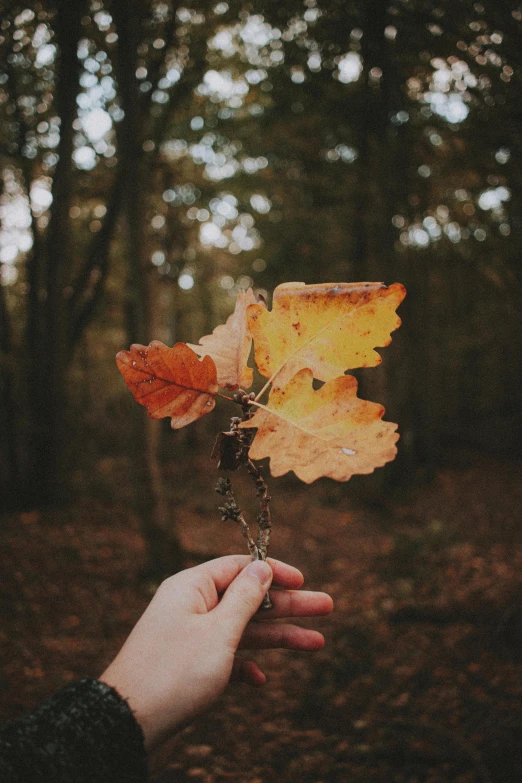 a person holding a leaf in a forest, pexels contest winner, aestheticism, dried flowers, 🍁 cute, on a branch, trending on vsco