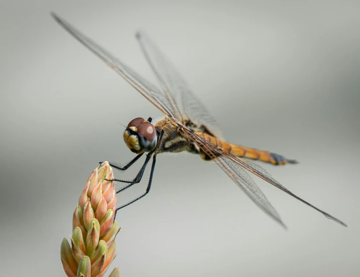 a close up of a dragonfly on a plant, a macro photograph, pexels contest winner, hurufiyya, on grey background, avatar image, high-quality wallpaper, eye - level medium - angle shot