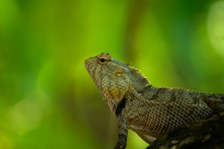 a lizard sitting on top of a tree branch, pexels contest winner, sumatraism, dragon scales across hairline, portrait of a small, grey, slide show