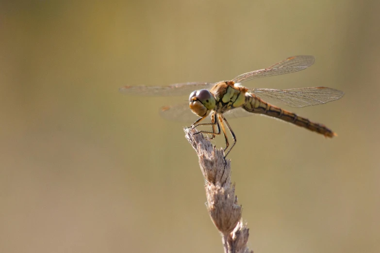 a close up of a dragonfly on a twig, pexels contest winner, hurufiyya, fan favorite, avatar image, canvas, various posed