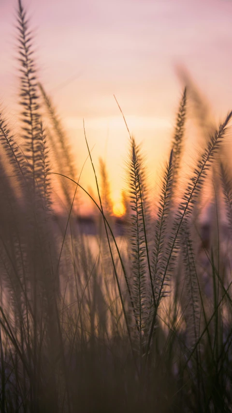 a sunset over a body of water with tall grass in the foreground, by Andries Stock, pexels contest winner, soft details, today\'s featured photograph 4k, harbor, organic detail