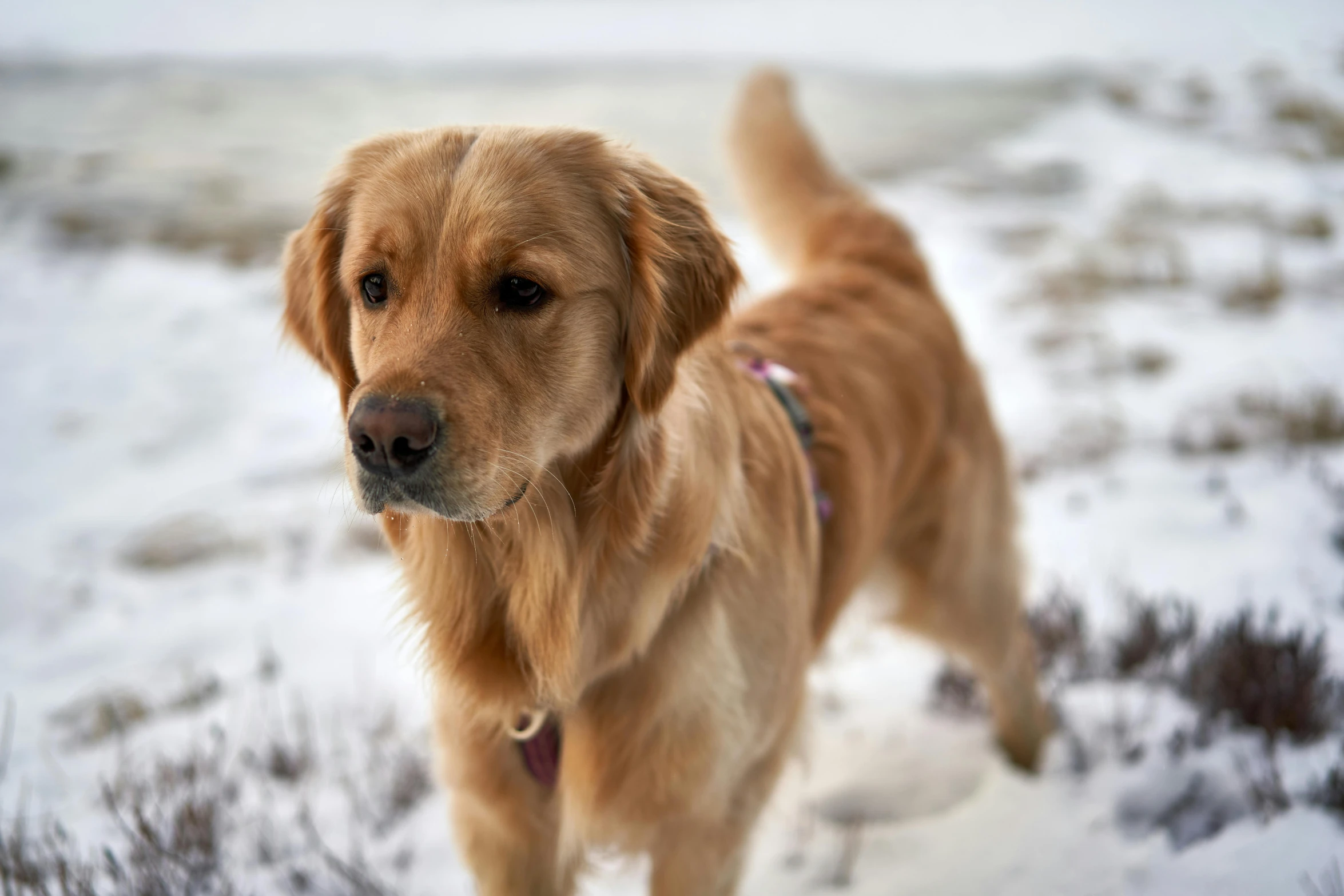 a dog that is standing in the snow, golden, fan favorite, pet animal, 1 male