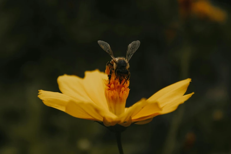 a bee sitting on top of a yellow flower, pexels contest winner, happening, avatar image, hd wallpaper, brown, 🦩🪐🐞👩🏻🦳