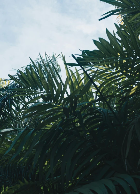 a large jetliner flying through a lush green forest, an album cover, inspired by Elsa Bleda, unsplash, sumatraism, chest covered with palm leaves, trending on vsco, big leaves and stems, skies