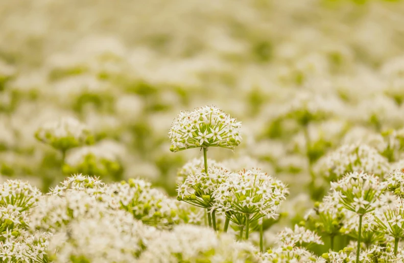 a field filled with lots of white flowers, by Jacob Toorenvliet, unsplash, valerian, fan favorite, alien flora, brown