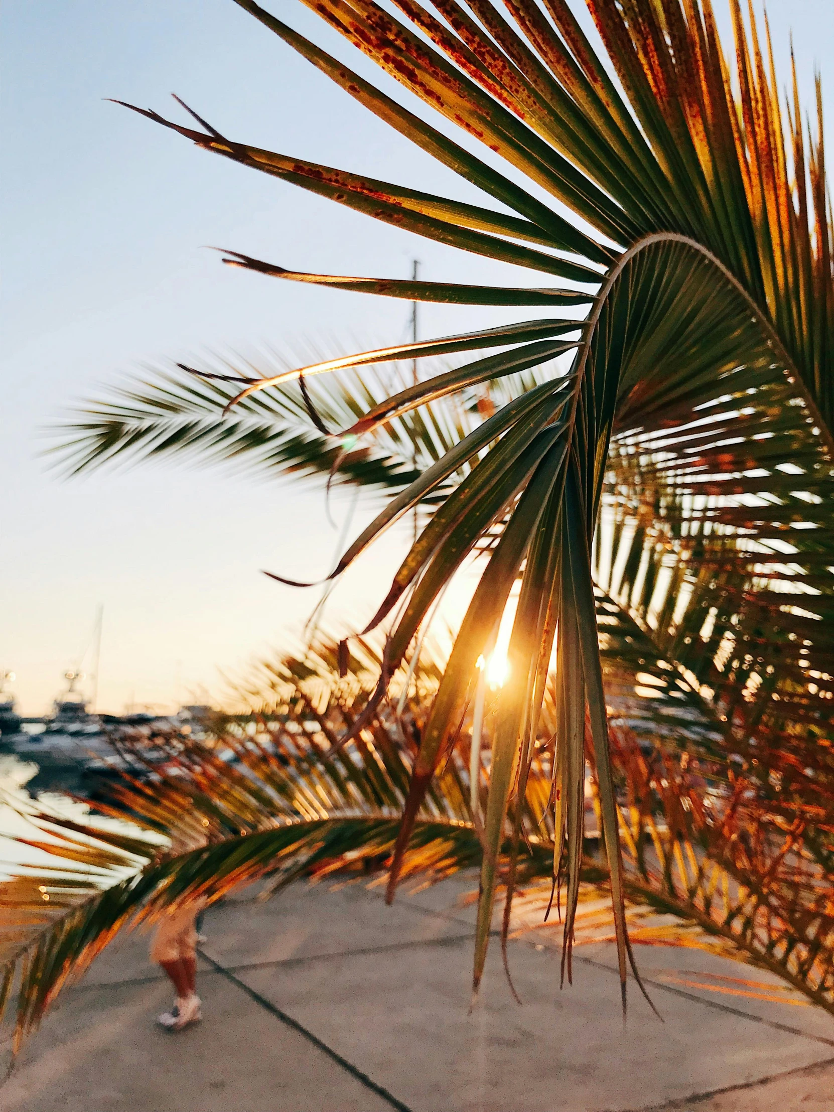 a palm tree in front of a body of water, by Julia Pishtar, pexels contest winner, golden hour closeup photo, croatian coastline, today\'s featured photograph 4k, harbor