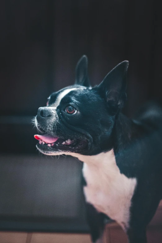 a black and white dog standing on a wooden floor, by Jesper Knudsen, pexels contest winner, closeup of an adorable, powerful chin, pale pointed ears, boston