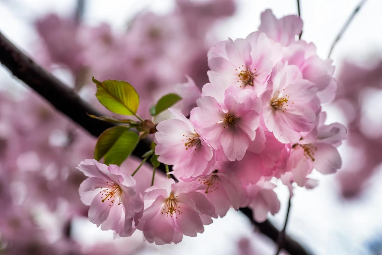 a close up of some pink flowers on a tree, by Niko Henrichon, pexels contest winner, sakura flower, 2 5 6 x 2 5 6 pixels, fan favorite, giant cherry trees