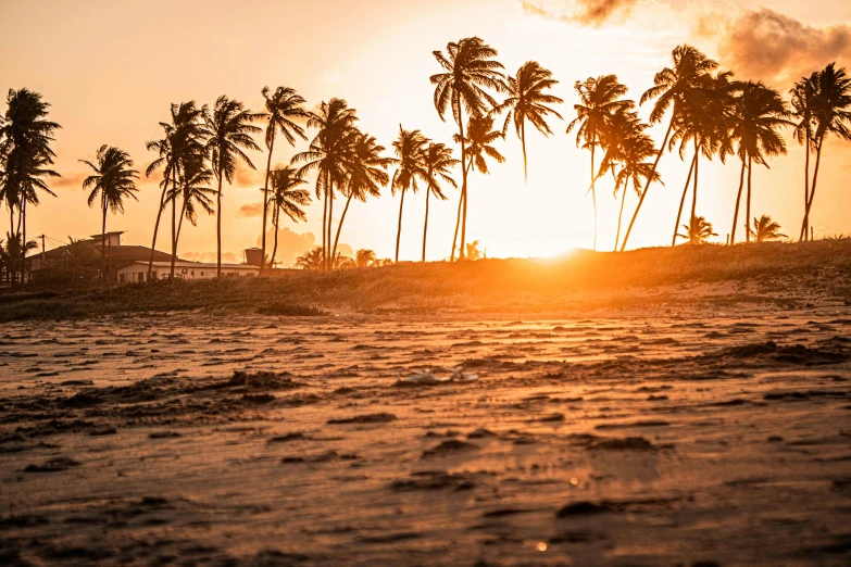 a group of palm trees sitting on top of a sandy beach, by Daniel Lieske, pexels contest winner, dappled golden sunset, são paulo, profile image, bahamas