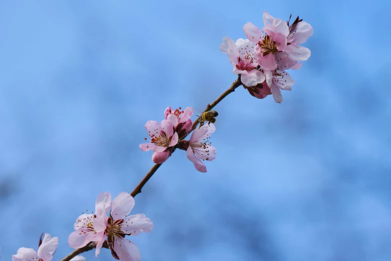 a branch of pink flowers against a blue sky, an album cover, by Niko Henrichon, pexels contest winner, bee, peach, thumbnail, slide show