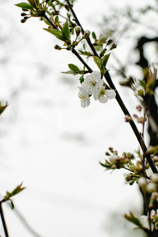 a branch of a tree with white flowers, by Niko Henrichon, unsplash, medium format. soft light, low quality photo, fruit trees, overcast