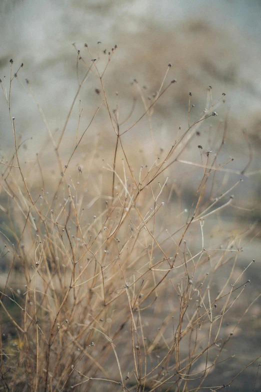 a fire hydrant sitting on top of a dry grass covered field, inspired by Elsa Bleda, unsplash, tonalism, zoomed in shots, tumbleweeds, a delicate, brown