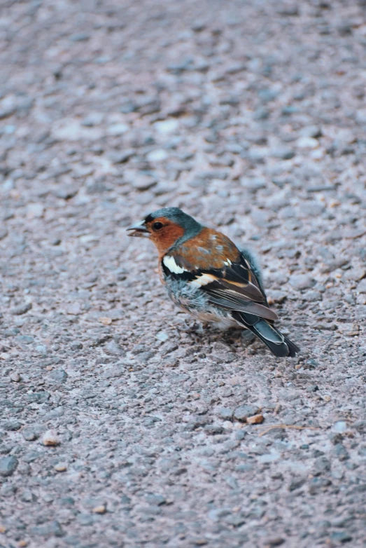 a small bird is sitting on the ground, inspired by Jules Tavernier, pexels contest winner, renaissance, manuka, on a street, gravel and scree ground, breakfast