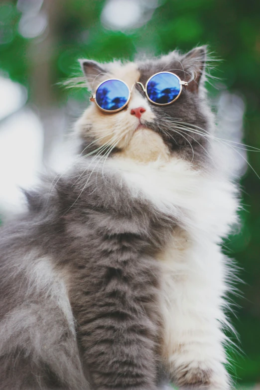 a close up of a cat wearing sunglasses, wearing blue sunglasses, modelling, zoomed in shots, mixed animal