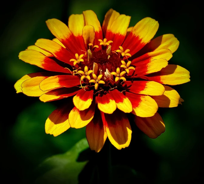 a close up of a yellow and red flower, by Jan Rustem, pexels contest winner, brown, symmetric beauty, high quality photo, various posed