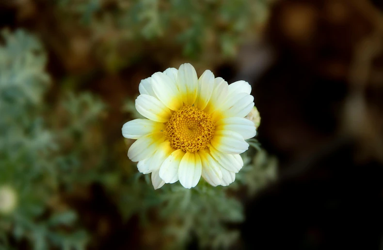 a close up of a yellow and white flower, pexels contest winner, hurufiyya, albino dwarf, instagram post, a high angle shot, vast cosmos